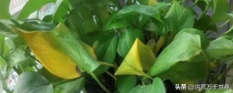绿植叶子发黄怎么处理(龙竹叶子发黄怎么补救)插图