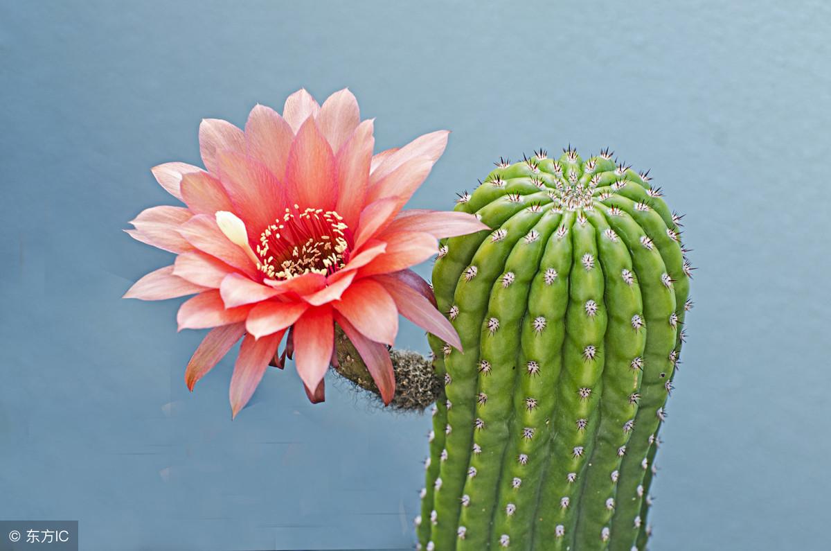 不适合高温越冬的植物(适合高温的植物花卉)插图4