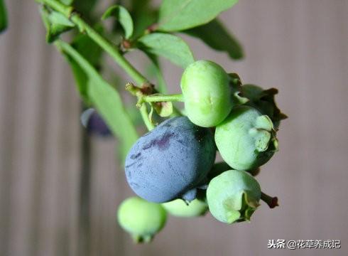 阳台蓝莓的种植方法(阳台养蓝莓的正确方法)插图1