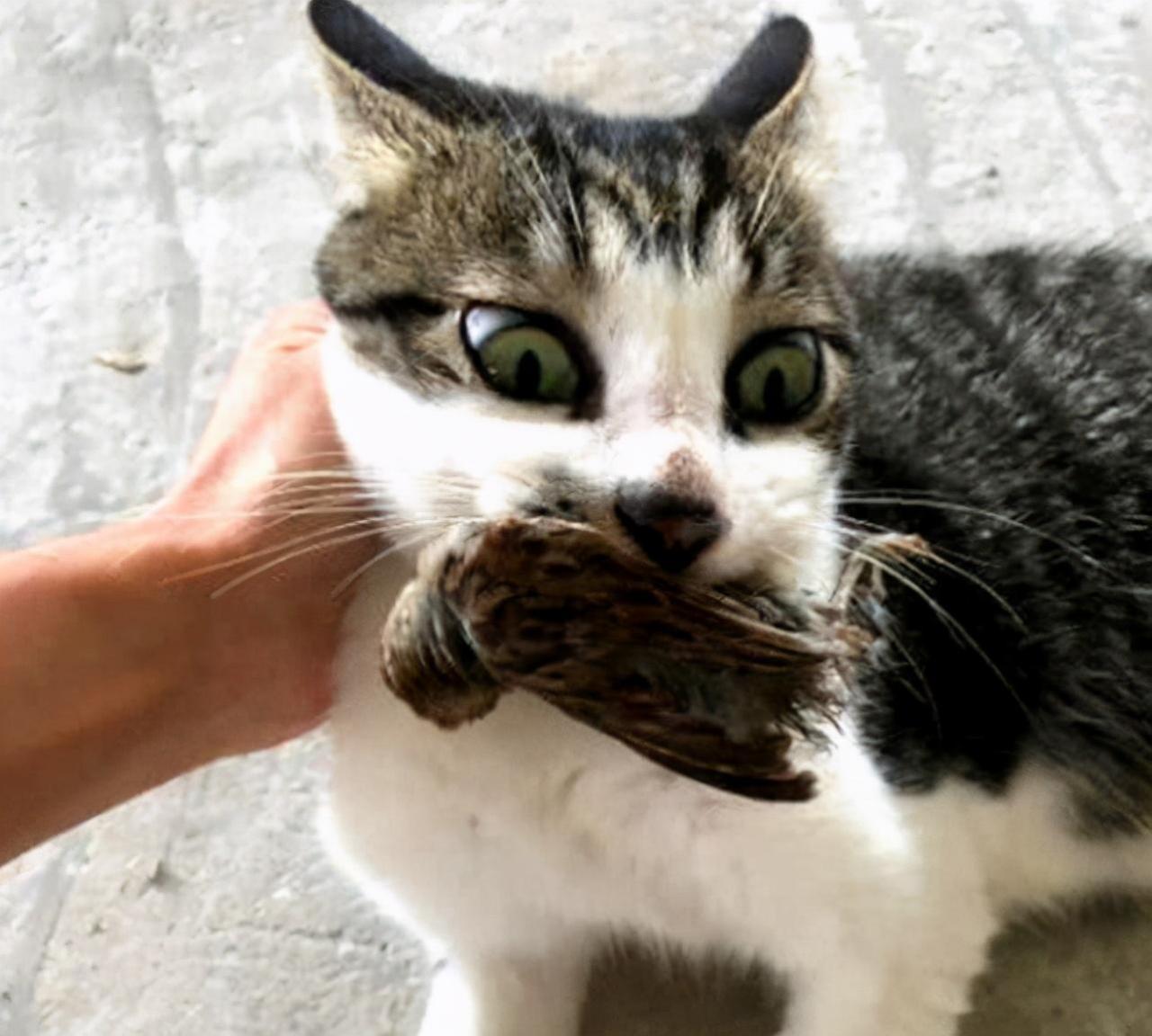 小猫最爱吃的10种食物(小猫必吃的食物)插图5