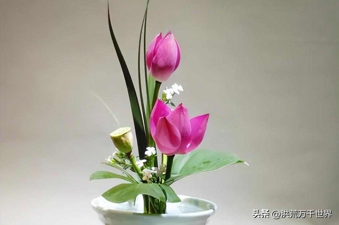 高花瓶适合插什么花(花瓶适合插的花)插图4