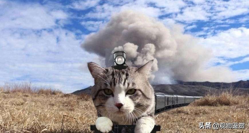 火车上是否让人带猫(火车是否让带猫咪)插图2