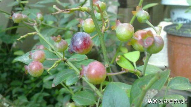 阳台蓝莓的种植方法(阳台养蓝莓的正确方法)插图
