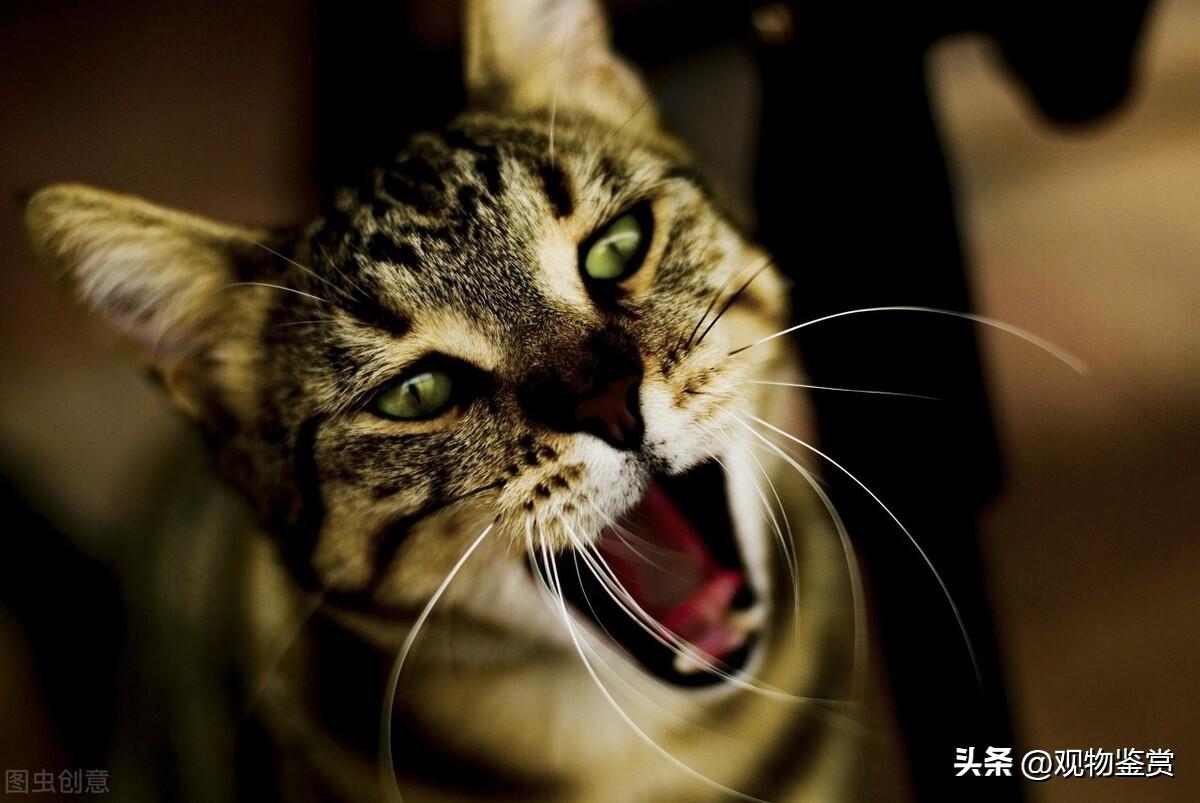 猫死前的最后一声叫的意思(猫的声音表达的意思)插图
