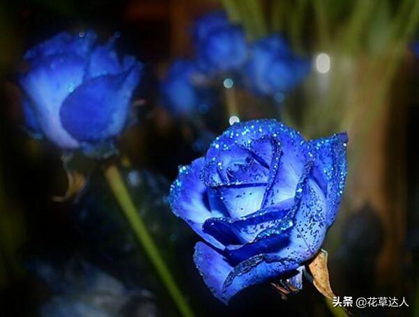 蓝色妖姬玫瑰花语(蓝色妖姬花语)插图1