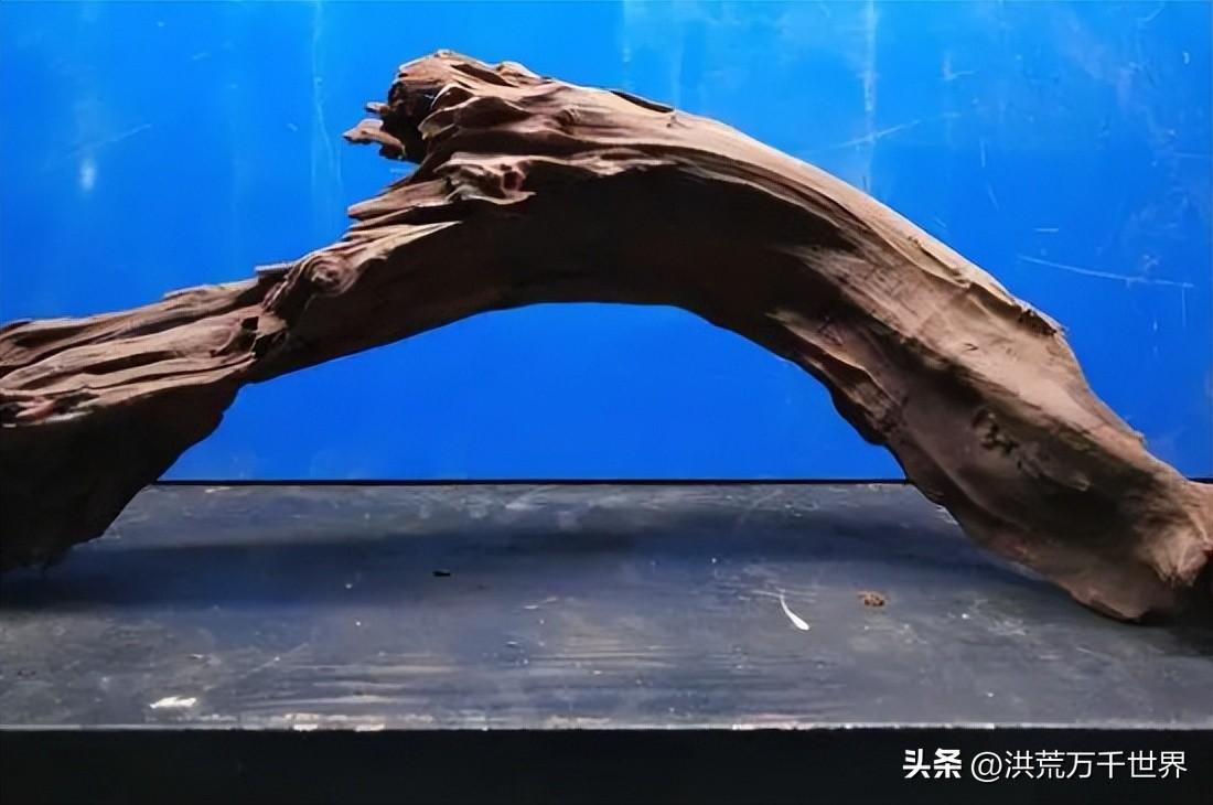 沉木是什么树的木头(沉木是什么树的树根)插图1