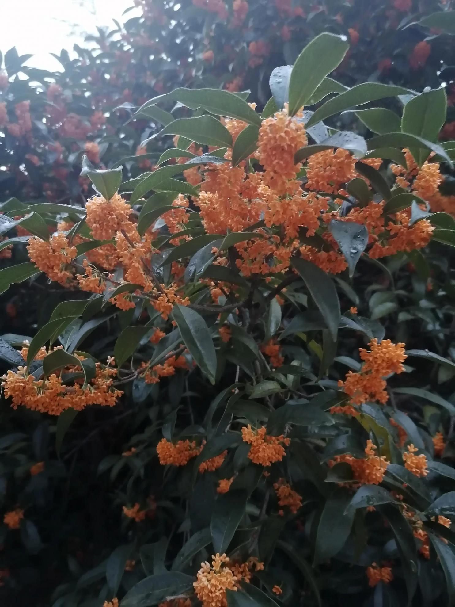 新鲜桂花如何保存留香(新鲜桂花怎么保存最好)插图2