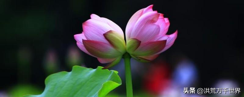 并蒂莲的花语是什么(双生并蒂莲的花语是什么)插图