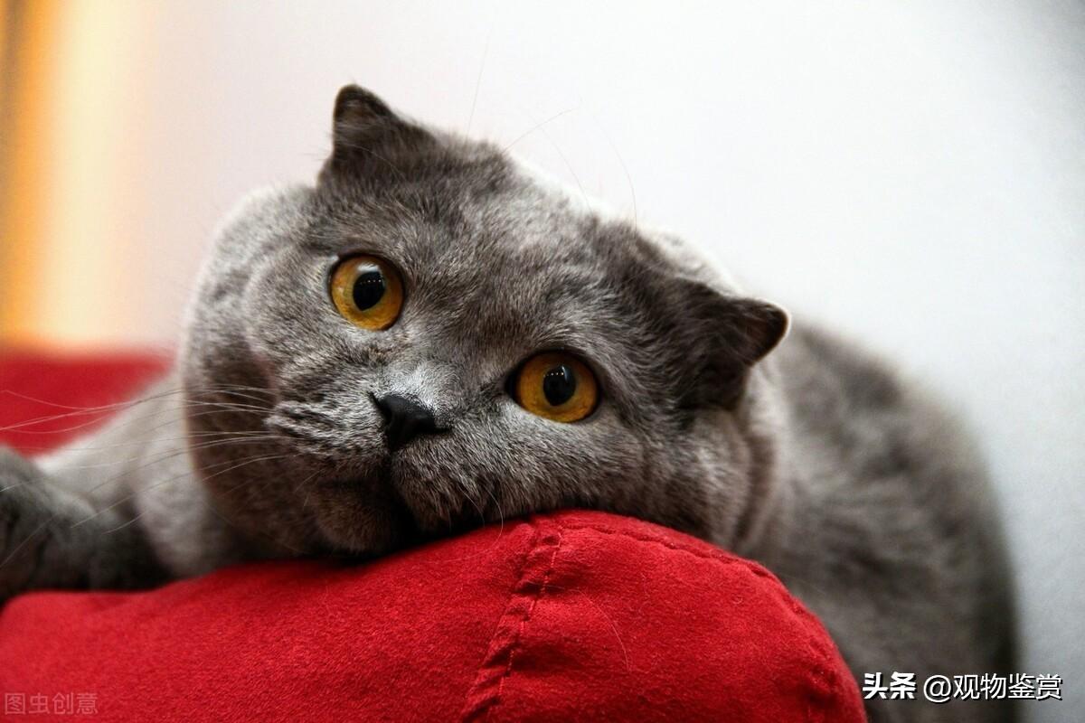 猫死前的最后一声叫的意思(猫的声音表达的意思)插图2
