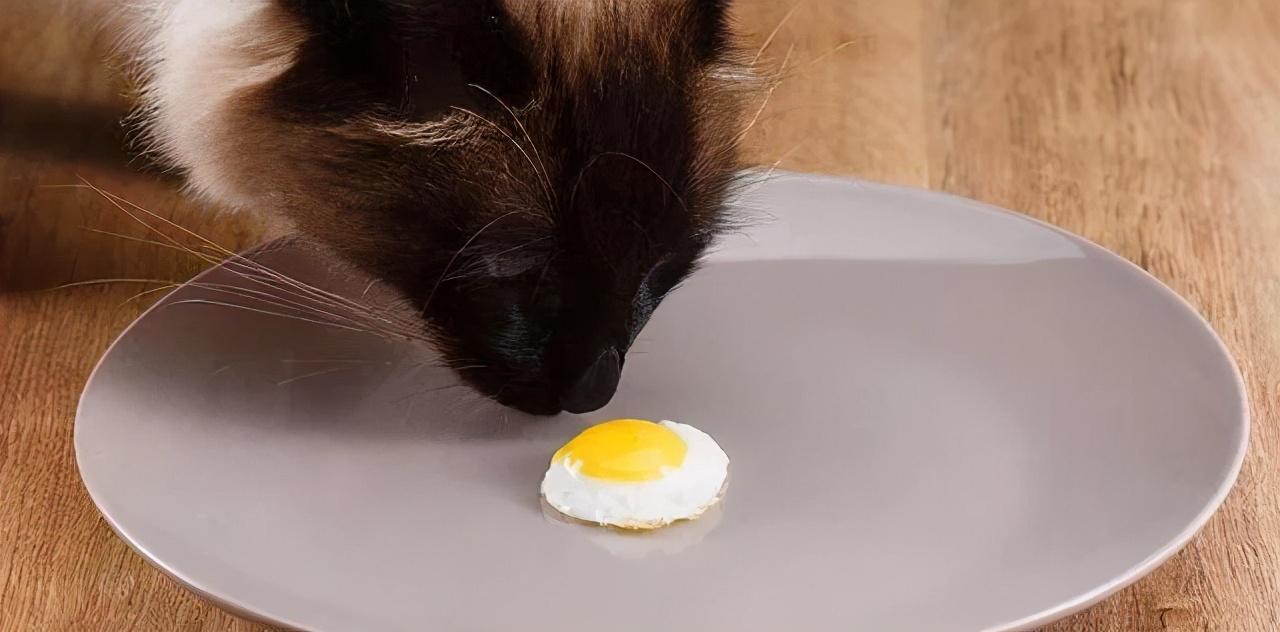 小猫最爱吃的10种食物(小猫必吃的食物)插图8