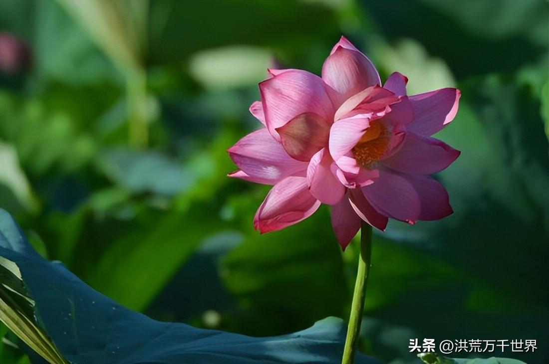 并蒂莲的花语是什么(双生并蒂莲的花语是什么)插图2