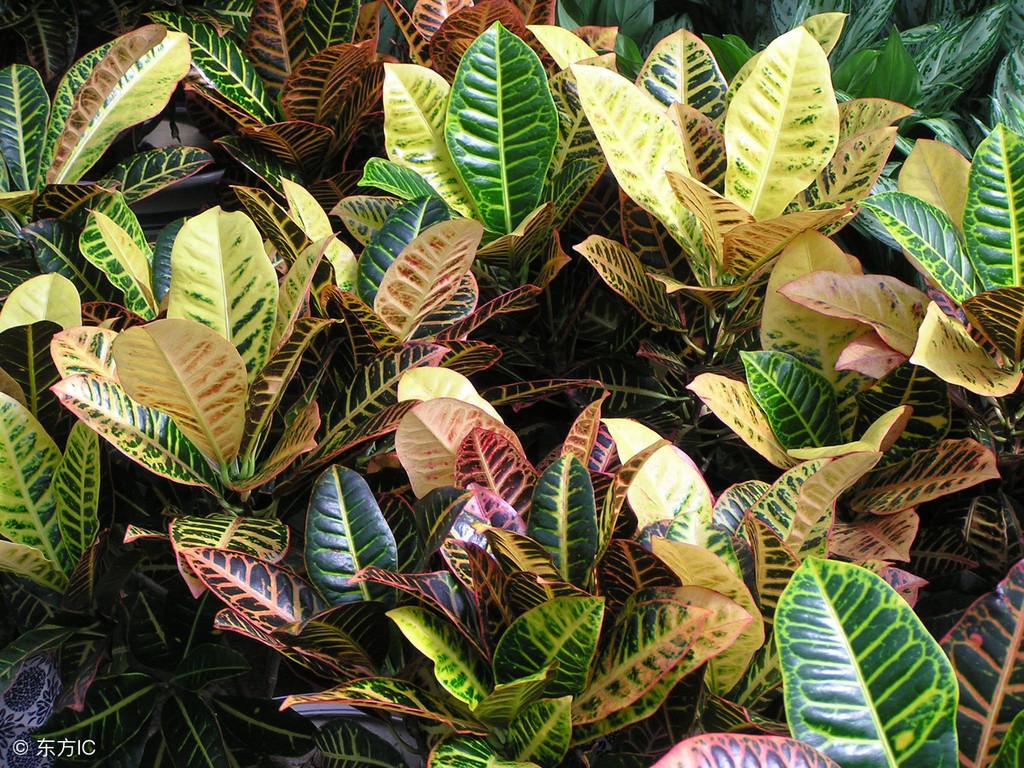 不适合高温越冬的植物(适合高温的植物花卉)插图3