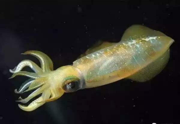 四维生物有哪些(五维生物有哪些)插图1