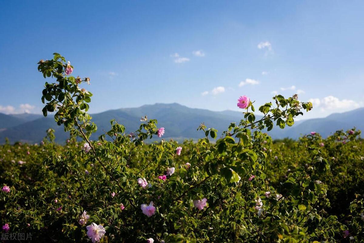 世界十大赏花胜地有哪些(世界最美的十大赏花地方)插图2