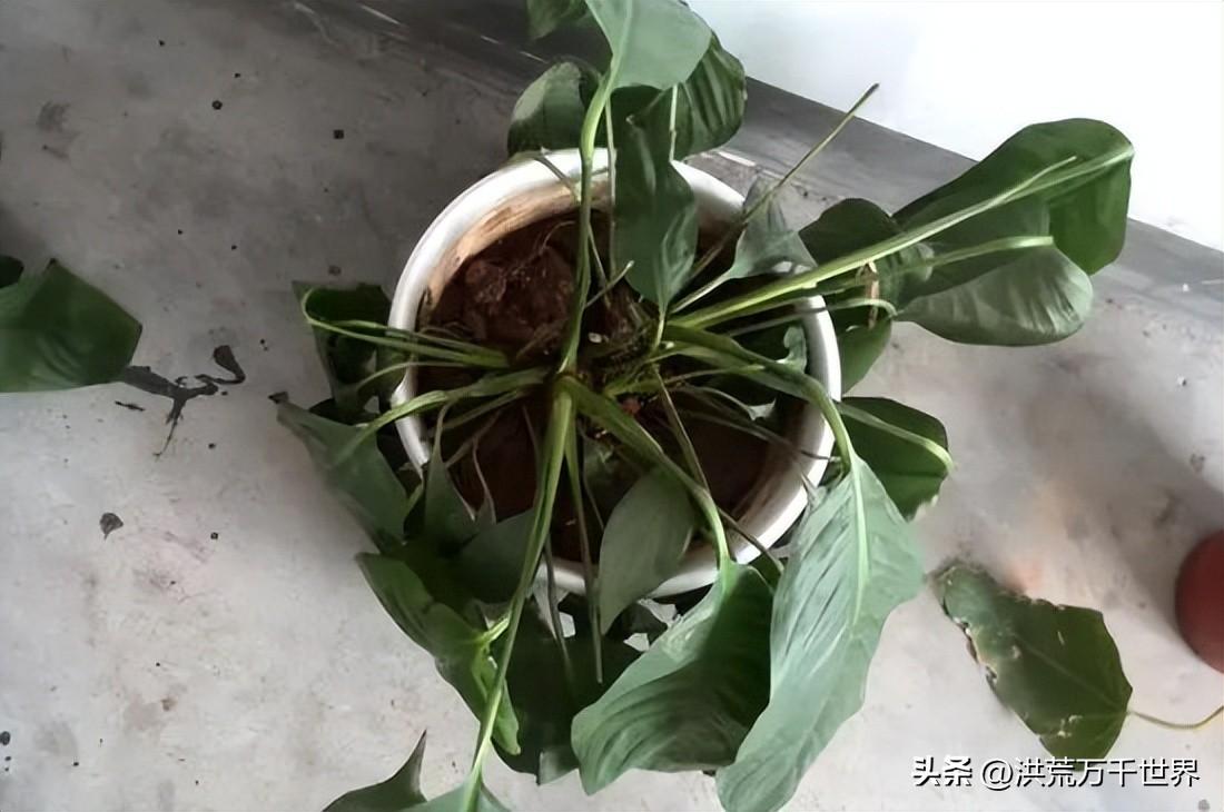 白掌叶子发黑干枯是怎么回事(白掌叶子尖发黑枯萎怎么回事)插图3