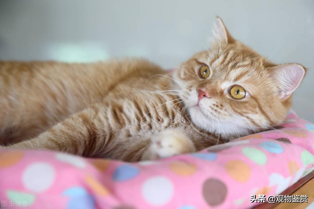 火车上是否让人带猫(火车是否让带猫咪)插图