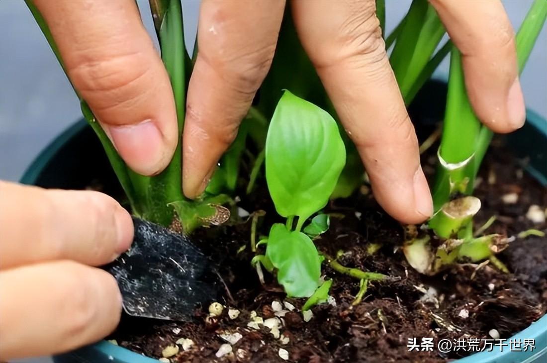 白掌叶子发黑干枯是怎么回事(白掌叶子尖发黑枯萎怎么回事)插图2