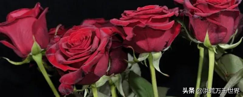 红玫瑰花瓣发黑是不新鲜的吗(玫瑰花瓣发黑是正常吗)插图