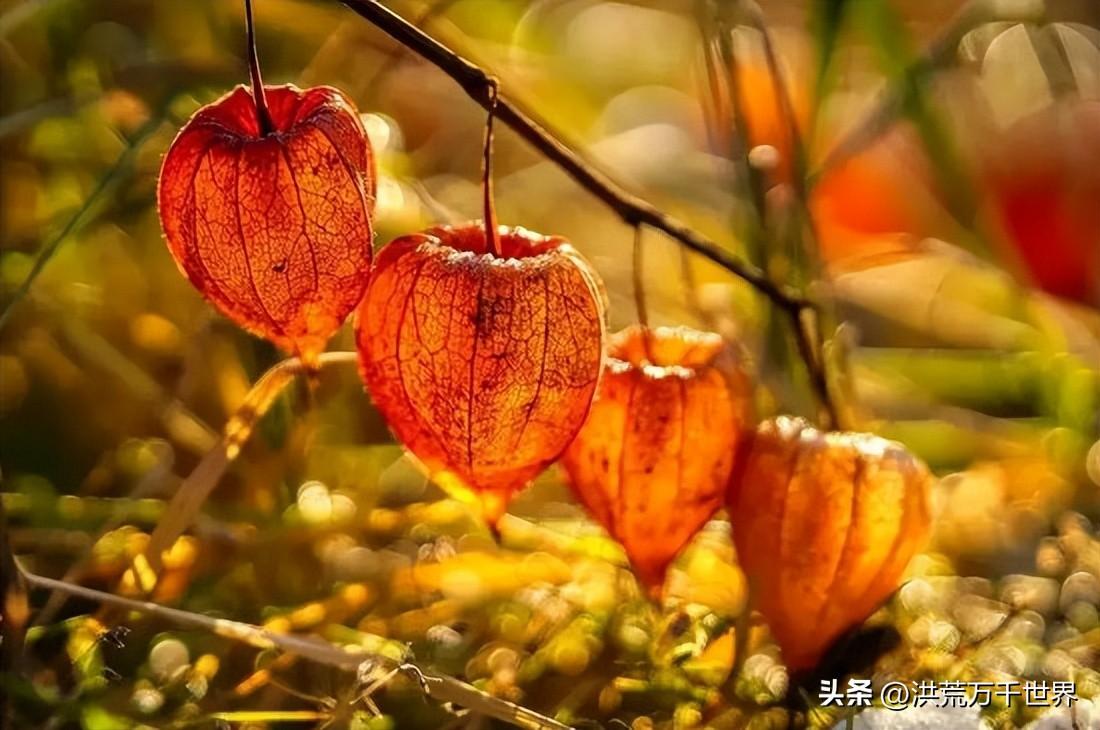 绛珠仙草是什么植物(绛珠仙草是啥植物)插图3