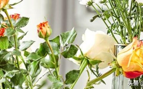 鲜花要怎么养才能放久一点(鲜花放醋可以久一点吗)