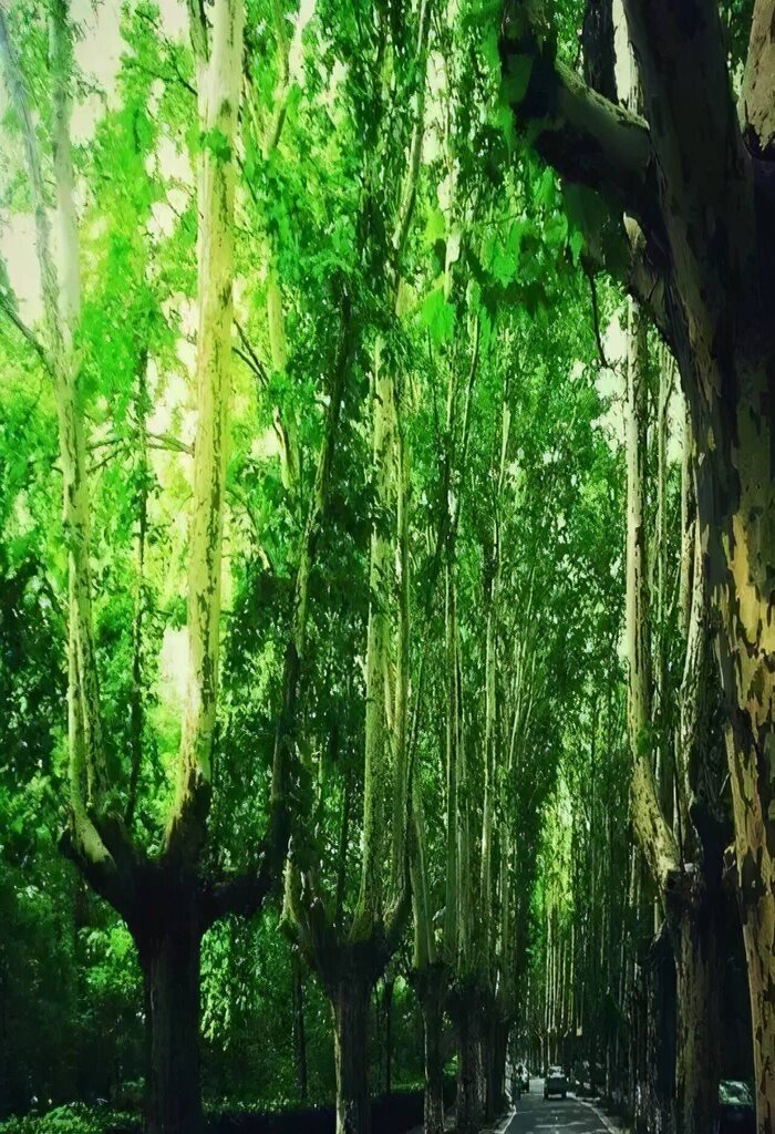 宋美龄喜欢梧桐树文案(南京宋美龄的公馆在哪)插图4