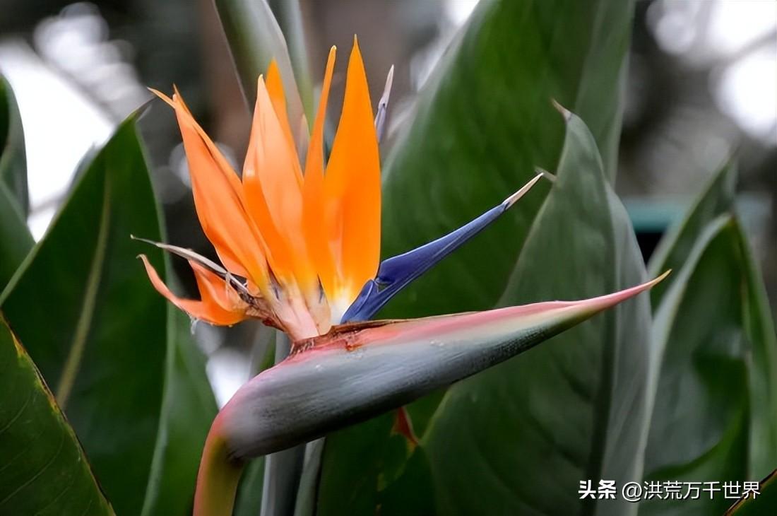 大叶绿植有哪些(大叶绿植品种有哪些)插图4