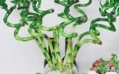 高花瓶适合插什么花(花瓶适合插的花)