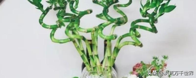 高花瓶适合插什么花(花瓶适合插的花)插图