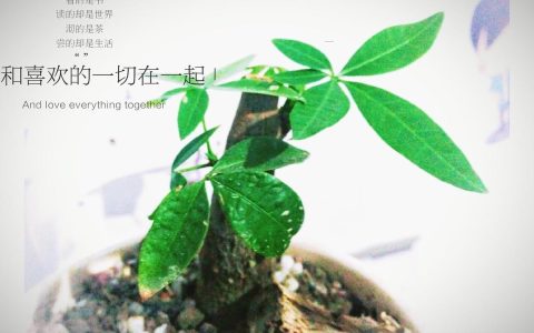 发财树冬天怎么养(发财树)
