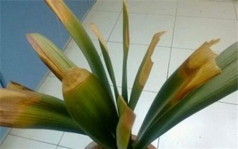 君子兰叶子发黄怎么办(君子兰叶子发黄怎么办夏天)
