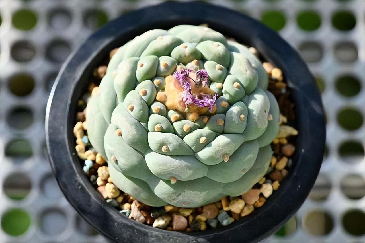 盘点价格昂贵的10种（多肉植物）插图3