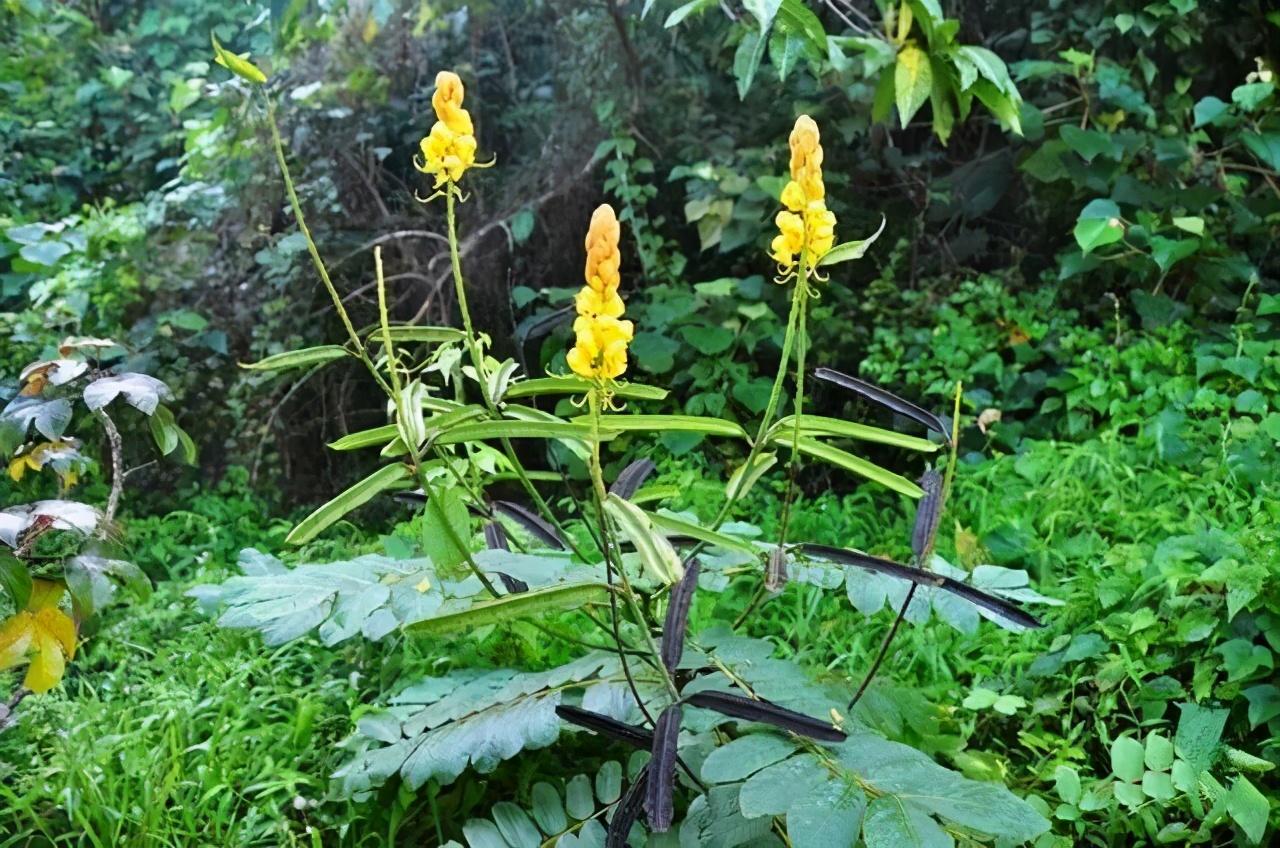 世界十大最危险植物（最“致命”的10大危险植物）插图5