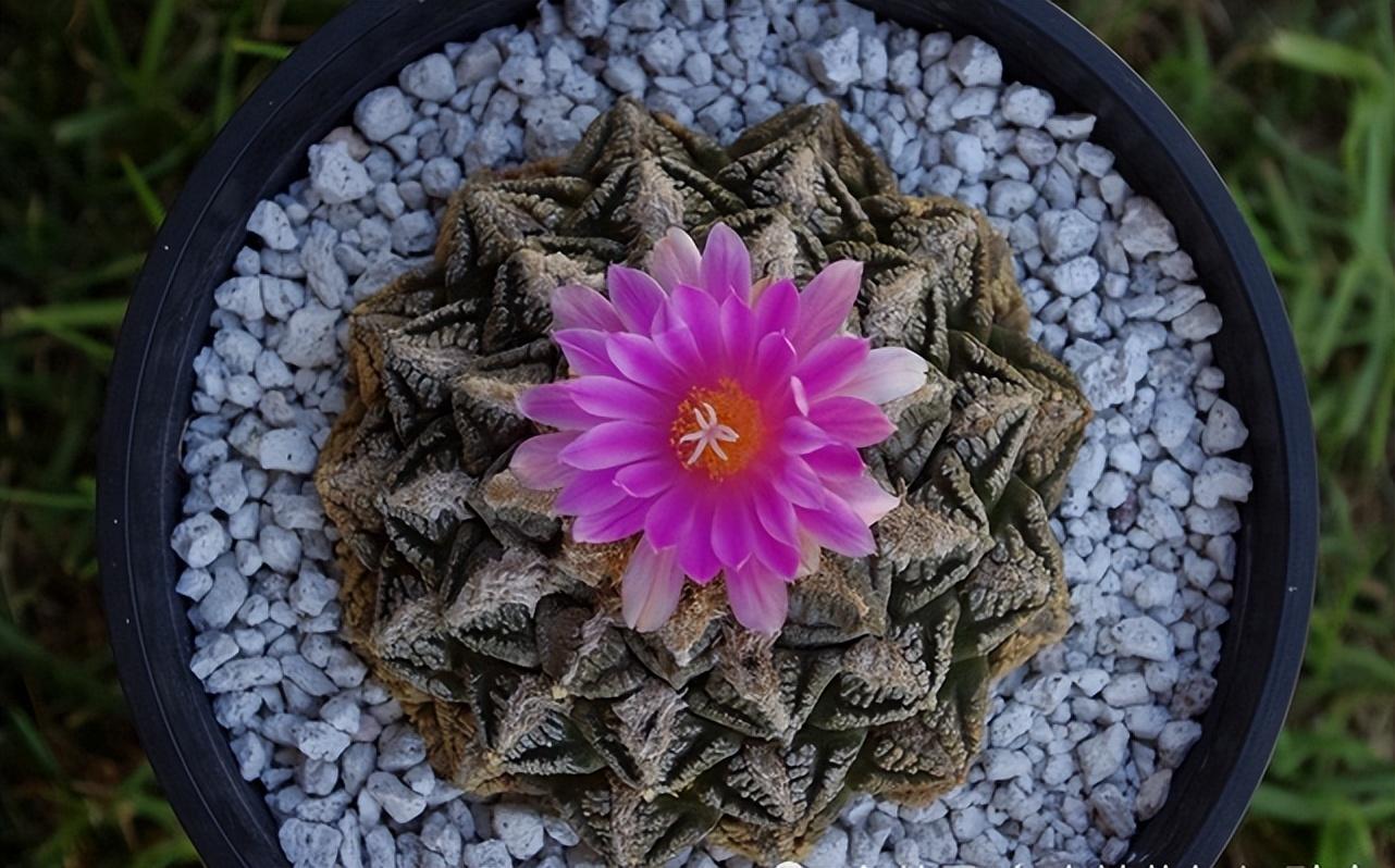 盘点价格昂贵的10种（多肉植物）插图8
