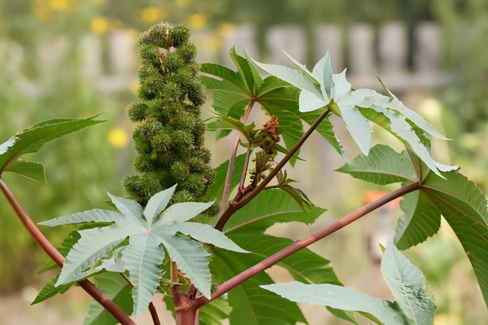 世界十大最危险植物（最“致命”的10大危险植物）插图