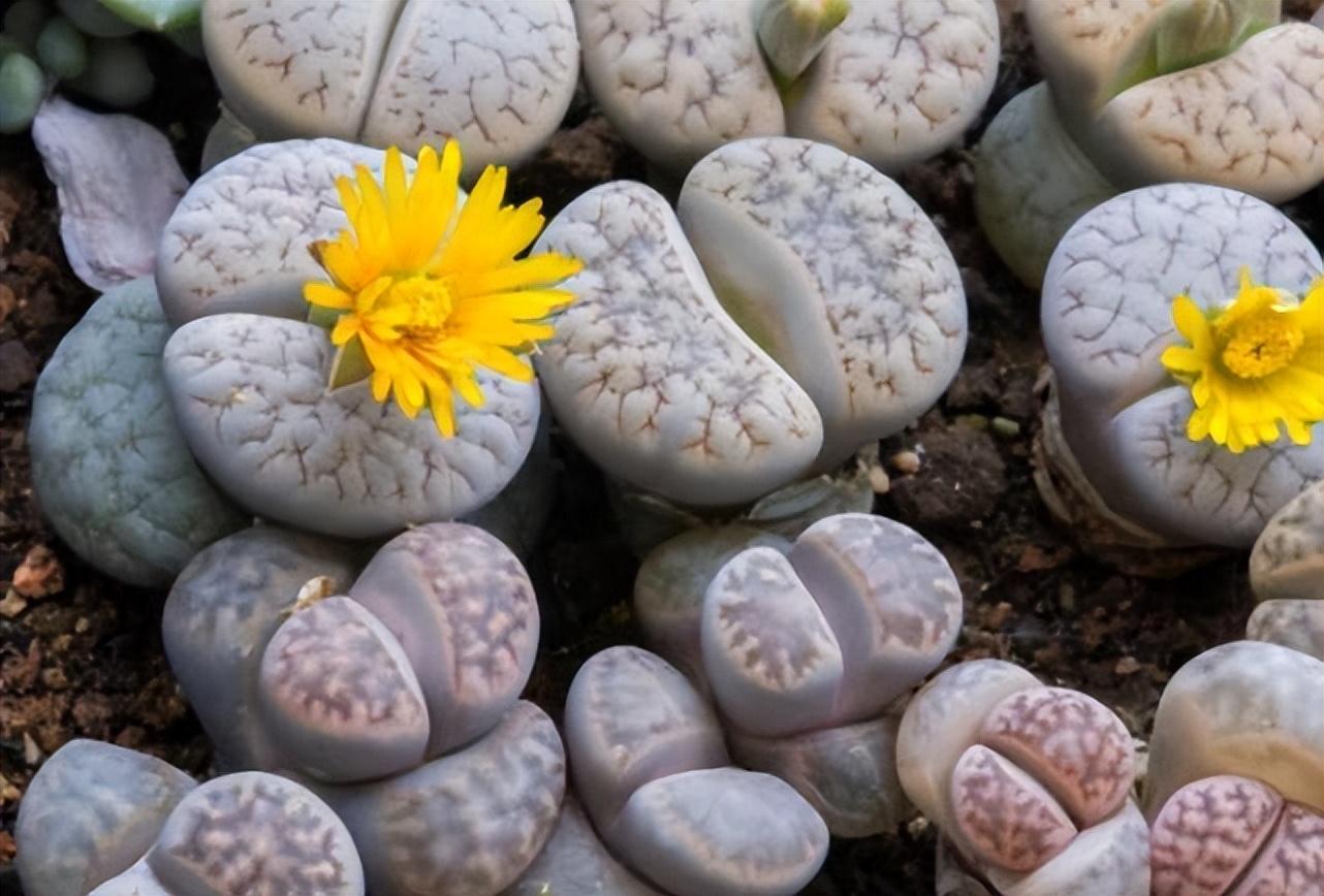 盘点价格昂贵的10种（多肉植物）插图9