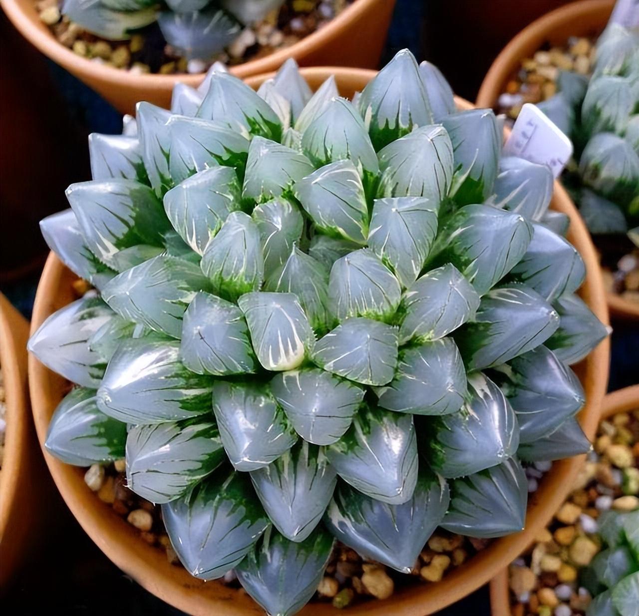 盘点价格昂贵的10种（多肉植物）插图