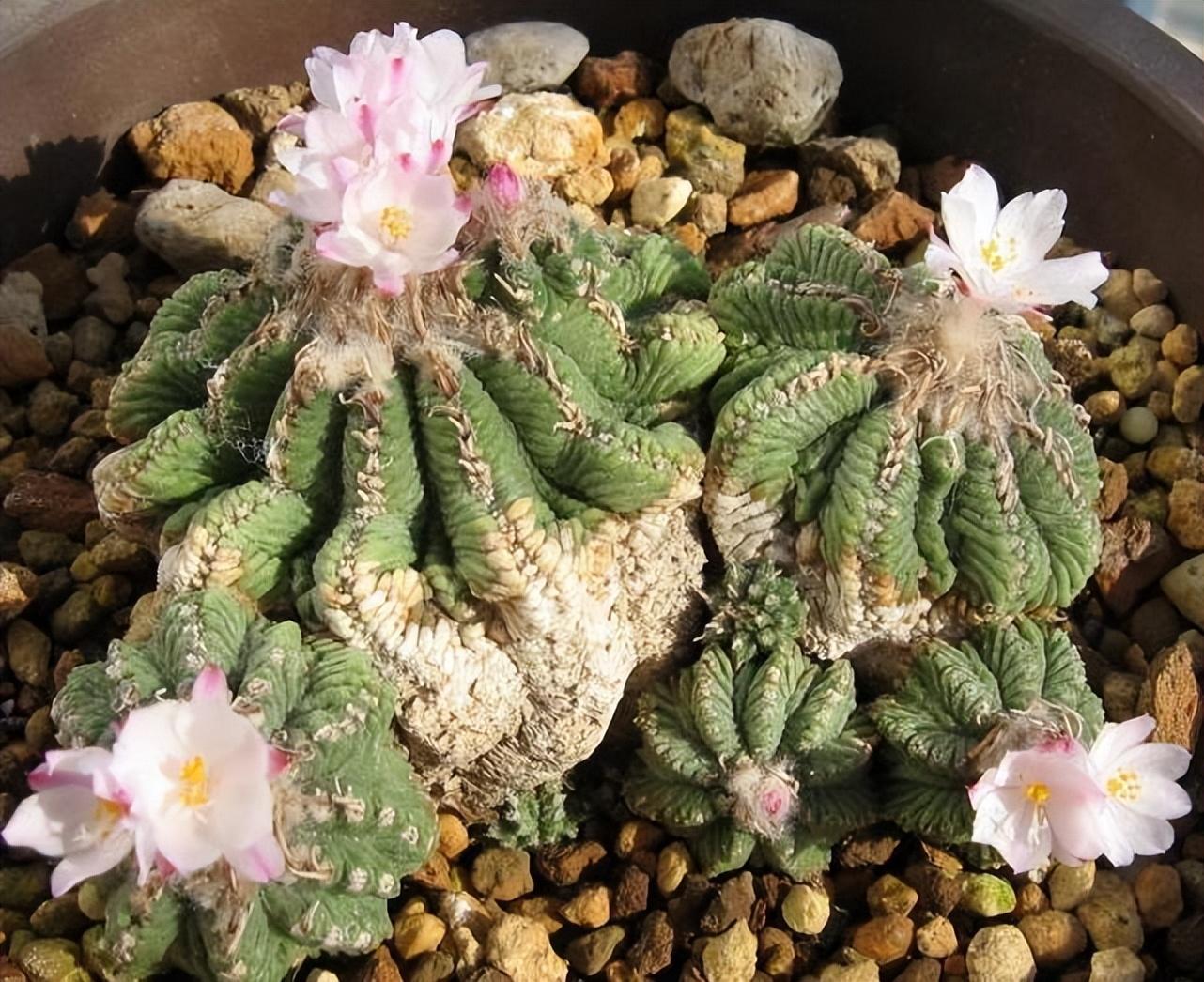 盘点价格昂贵的10种（多肉植物）插图6