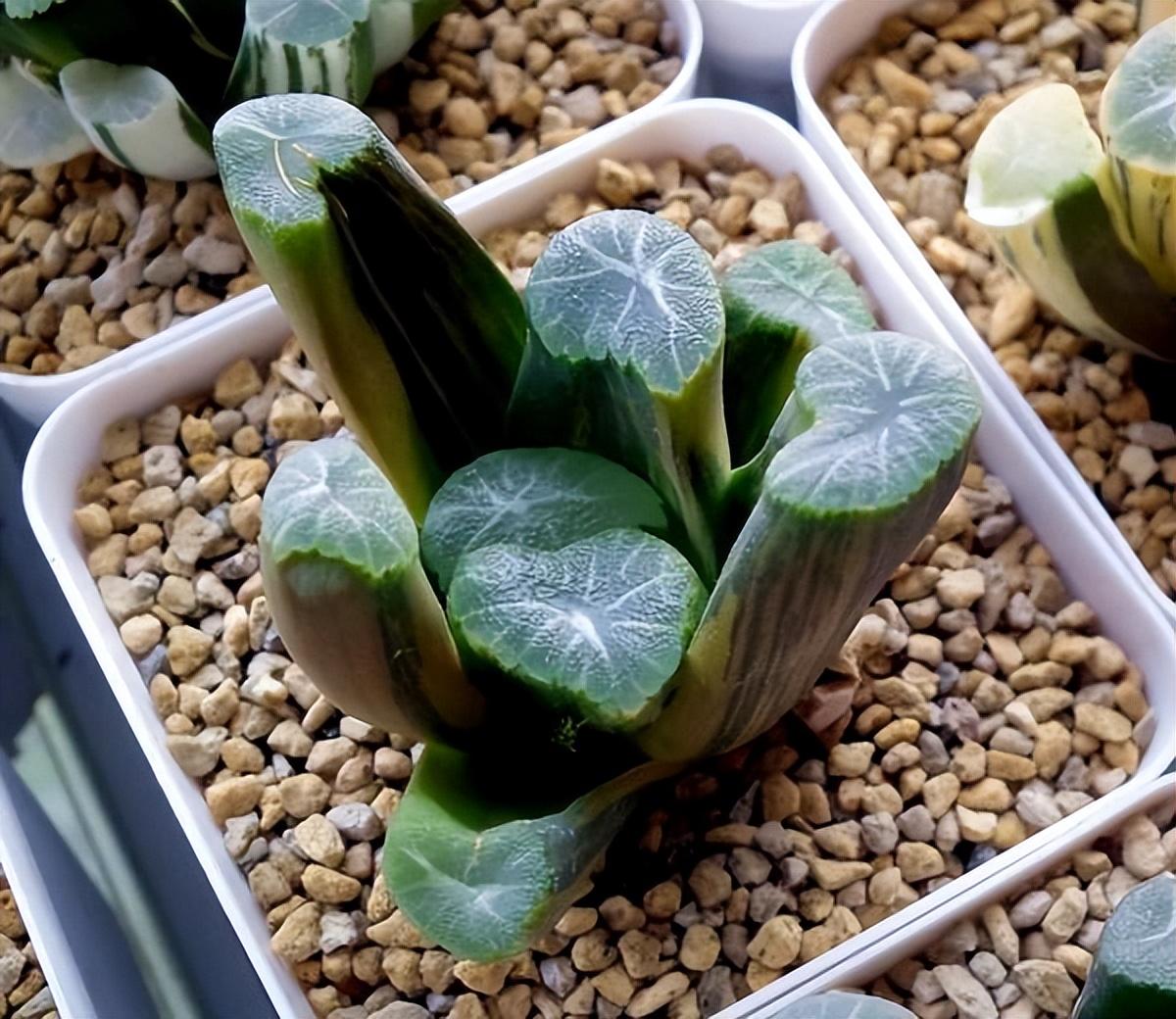 盘点价格昂贵的10种（多肉植物）插图5