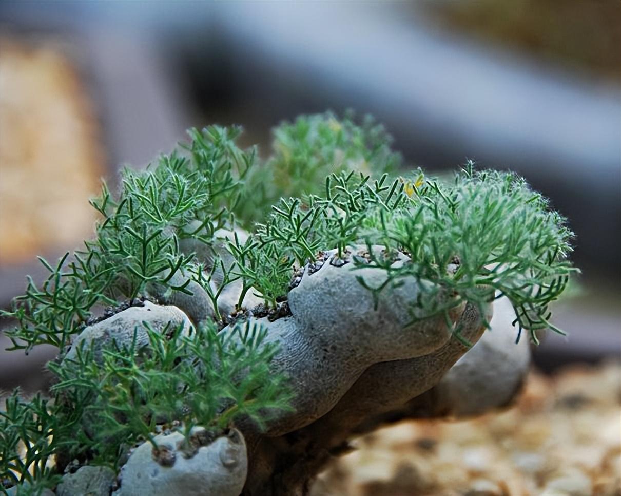 盘点价格昂贵的10种（多肉植物）插图4