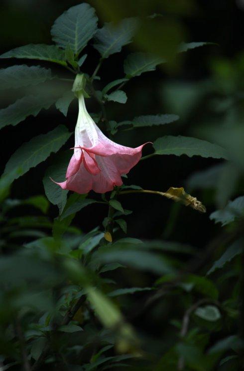 世界十大最危险植物（最“致命”的10大危险植物）插图9