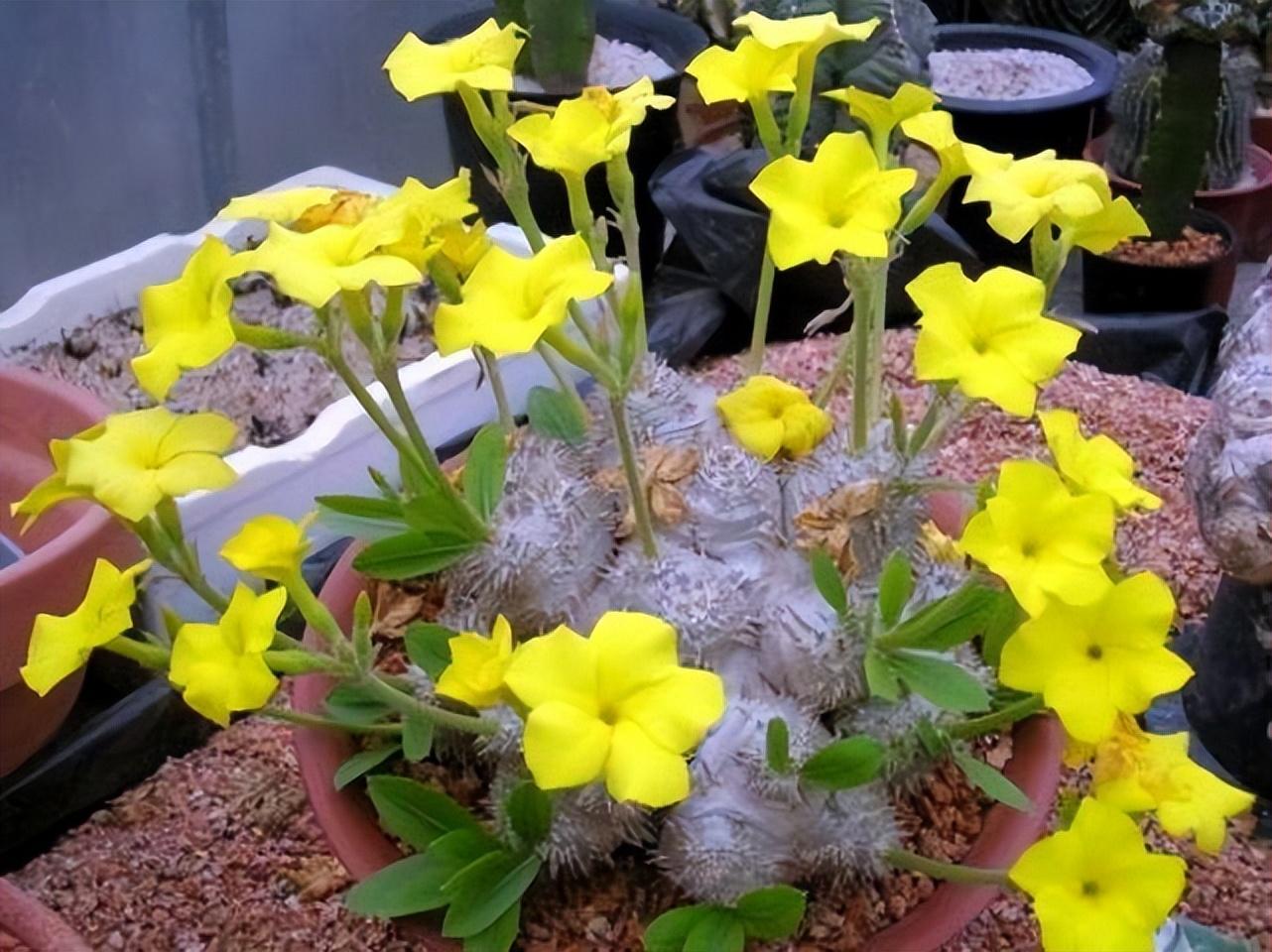 盘点价格昂贵的10种（多肉植物）插图2