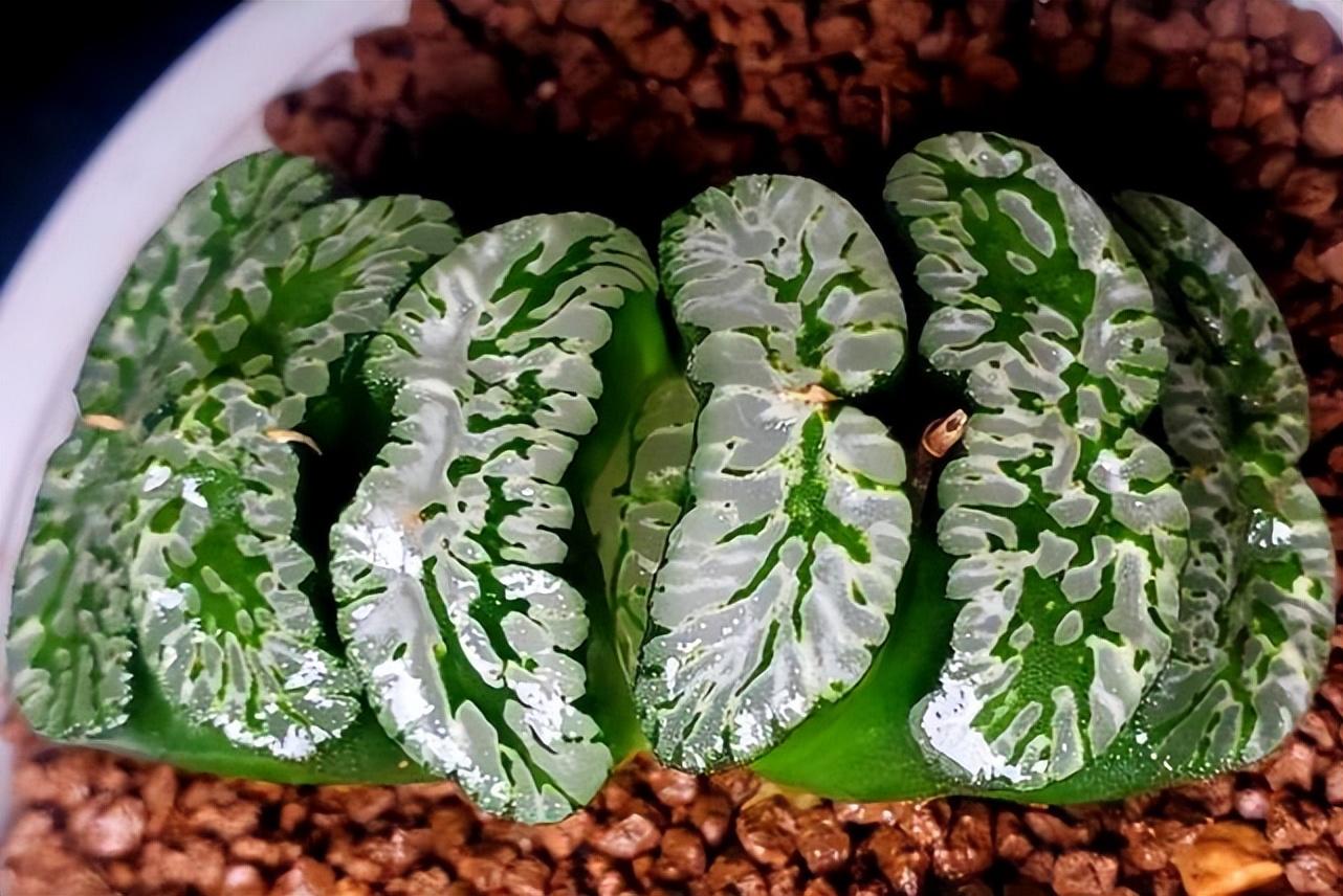 盘点价格昂贵的10种（多肉植物）插图1