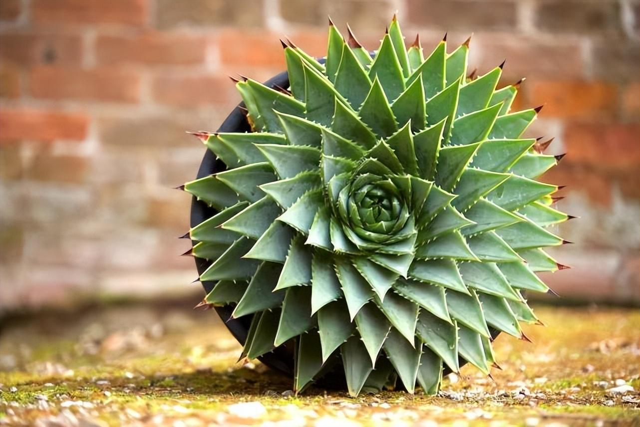 盘点价格昂贵的10种（多肉植物）插图7