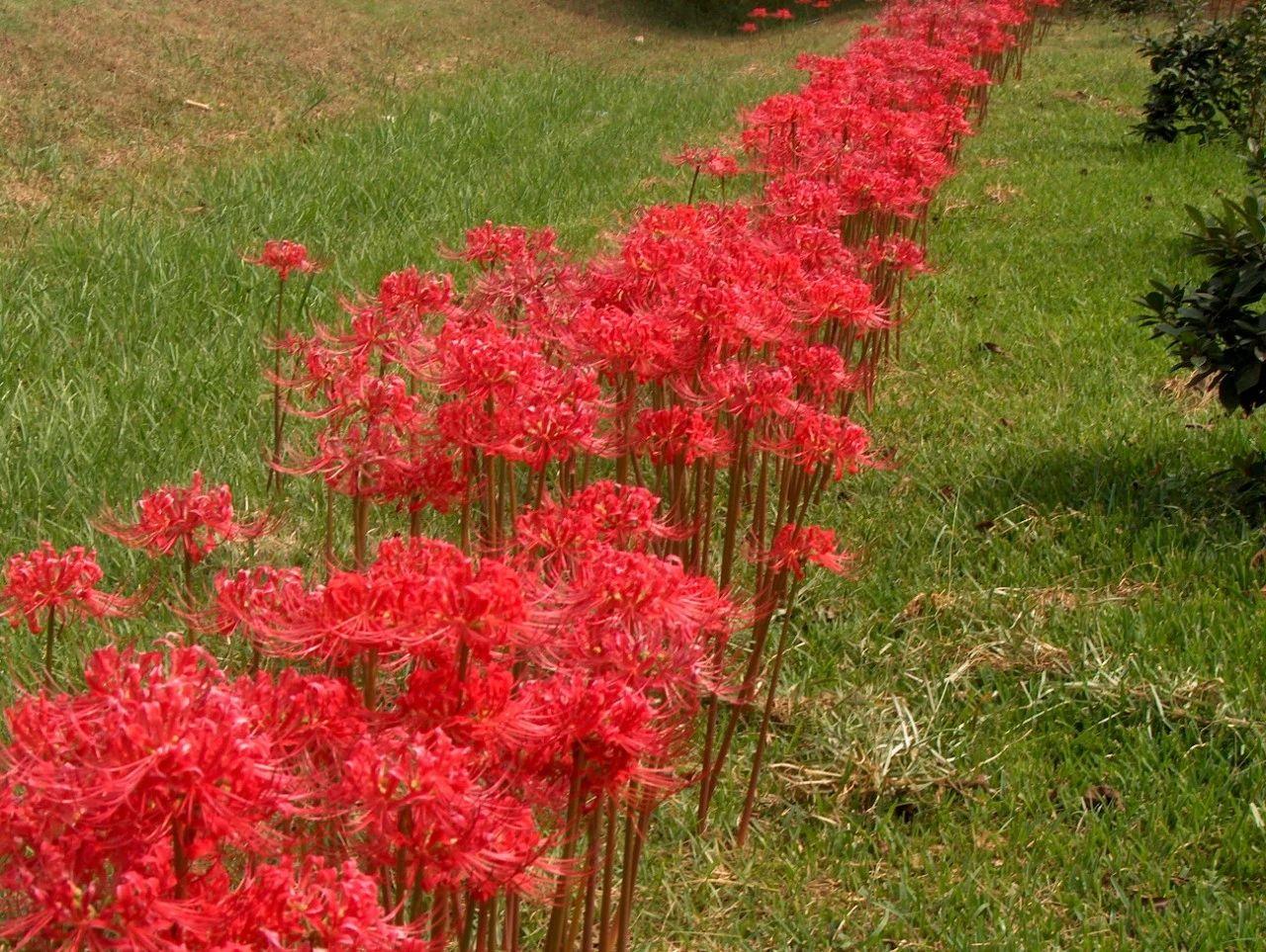 7大不吉利花排行榜(老人说不吉利,家里不能养，养了“坏事多”)插图
