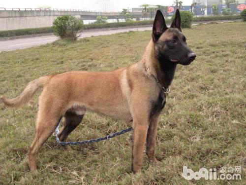 护卫犬排行榜前十名(忠心又勇敢的十大家庭护卫犬推荐)插图3