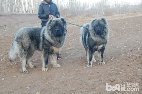 护卫犬排行榜前十名(忠心又勇敢的十大家庭护卫犬推荐)插图9