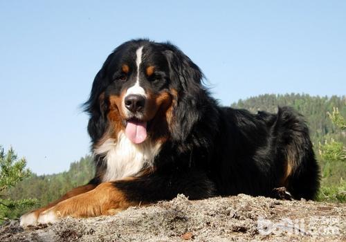 护卫犬排行榜前十名(忠心又勇敢的十大家庭护卫犬推荐)插图5