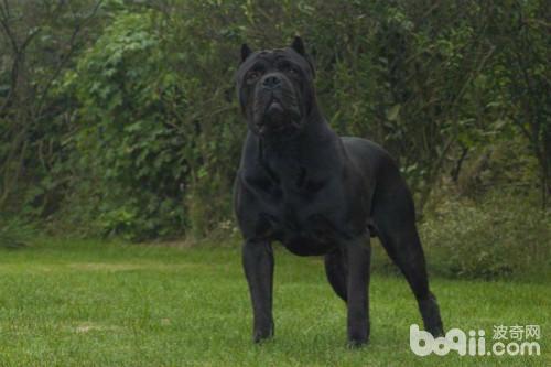 护卫犬排行榜前十名(忠心又勇敢的十大家庭护卫犬推荐)插图4