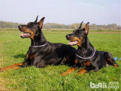 护卫犬排行榜前十名(忠心又勇敢的十大家庭护卫犬推荐)插图2