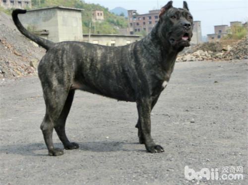 护卫犬排行榜前十名(忠心又勇敢的十大家庭护卫犬推荐)插图8